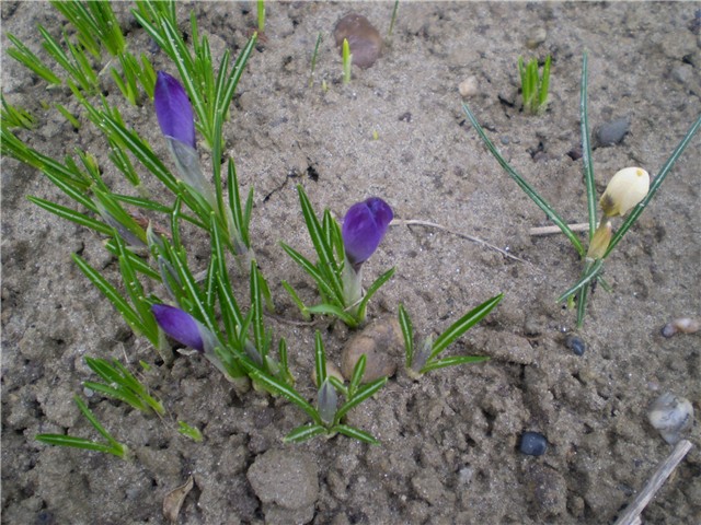 crocus